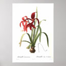 Suche nach amaryllis poster Vintag