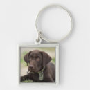Suche nach schokolade schlüsselanhänger Labrador retriever