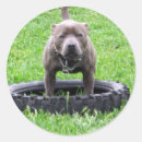 Suche nach staffordshire aufkleber Trick