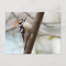 Suche nach abscheulich poster Vögel