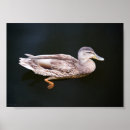 Suche nach stockente poster Braun