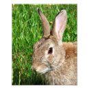 Suche nach wildes kaninchen poster Niedlich