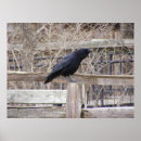 Suche nach krähe kunst poster Schwarz