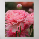 Suche nach ranunculus poster Blumig