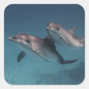 Suche nach delfin aufkleber Modern