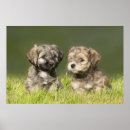 Suche nach havaneser poster Hund