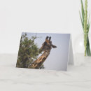 Suche nach köstlich karten Fotografie