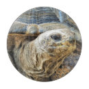 Suche nach schildkröte schneidebrettchen Reptilien
