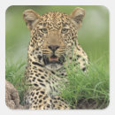 Suche nach pardus aufkleber Tierwelt