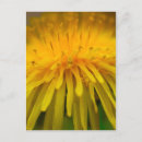 Suche nach gelber löwenzahn postkarten Wildblume