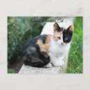 Suche nach phantome postkarten Katze