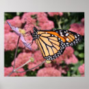 Suche nach monarchfalter poster Feld