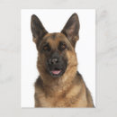 Suche nach deutscher schäferhund postkarten Liebe