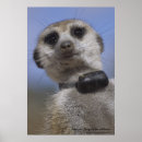 Suche nach kalahari poster Meerkat