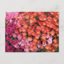 Suche nach mum postkarten Blume