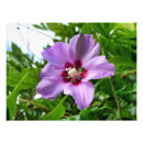 Suche nach weiße tropische blume poster Blumenreich