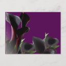 Suche nach calla postkarten Lilie