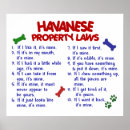 Suche nach havaneser poster Haustiere