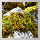 Suche nach moos poster Natur