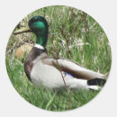 Suche nach grasen sie aufkleber Naturfotografie