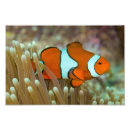 Suche nach clownfish Meer