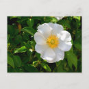 Suche nach naht postkarten Blütenblätter