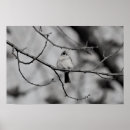 Suche nach schwarz weiß vogel poster Natur