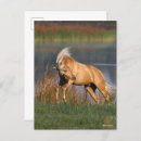 Suche nach lusitano postkarten Hengst