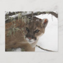 Suche nach puma postkarten Berglöwe