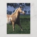 Suche nach paint horse postkarten Farbe