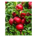 Suche nach apfelbaum poster Grün