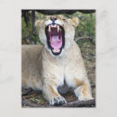 Suche nach panthera löwe postkarten Tierwelt
