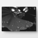 Suche nach schwarzweiss fotoplatten Fotografie