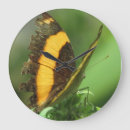 Suche nach schmetterlingsuhr Natur