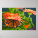 Suche nach admiral poster Blume
