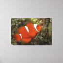 Suche nach seeanemonen poster Natur