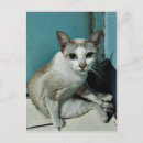 Suche nach siamese cat postkarten Thai katze