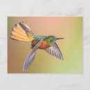 Suche nach bunter kolibri postkarten Tropisch