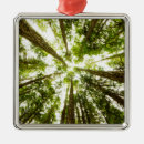 Suche nach regen ornamente Natur