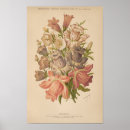 Suche nach vintage zeichnungen poster Pflanze
