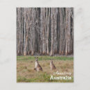 Suche nach wallaby poster Wallabies