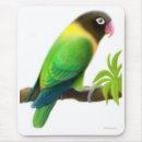 Suche nach verdeckter lovebird Maskiert