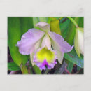 Suche nach lila der orchidee postkarten Natur