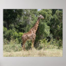 Suche nach giraffen poster Nacken