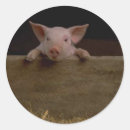 Suche nach ferkel aufkleber Landwirtschaft