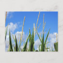 Suche nach kornfeld Landwirtschaft