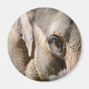 Suche nach zootiere magnete Elefanten