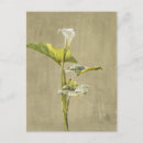 Suche nach calla postkarten Lilie