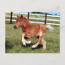 Suche nach galopp postkarten Pony
