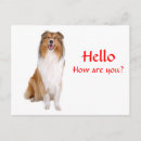 Suche nach collies postkarten Hunde